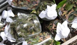 Cỏ lạ được thương lái Trung Quốc thu mua với giá vài chục triệu/kg, dân bỏ việc vào rừng tìm kiếm